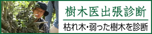 樹木医出張診断　樹木医出張診断