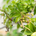 ２月に咲いたアセビの花が、果実へと成長しています。