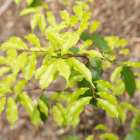 リンボクは、桜の仲間ですが、常緑樹になります。