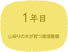 1年目　山採りの木が育つ環境整備