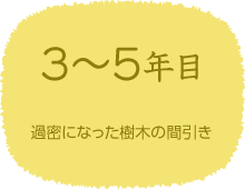 3〜5年目　過密になった樹木の間引き