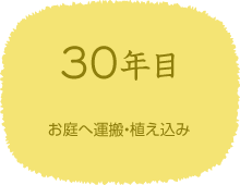 30年目　お庭へ運搬・植え込み